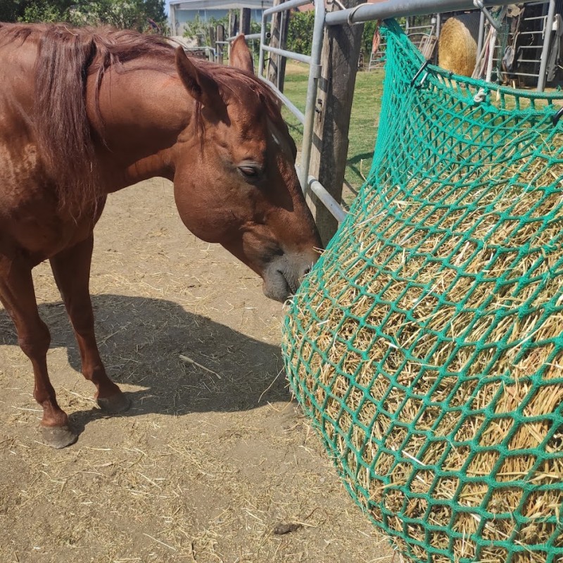 Randaco Rete Fieno per Cavalli Sacche per Fieno per Cavalli, Rete Fieno con  Piccoli Fori, Sacco