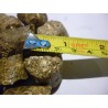 Fieno Pellettone 20 kg