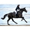 Sella Barefoot® Wellington - dressage saddle - NEW