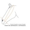 Capezza Shirse taglia Pony piccolo (o puledro di un anno)