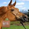 Arabian Cable Show Halter Billy Royal