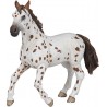 PAPO Appaloosa mare