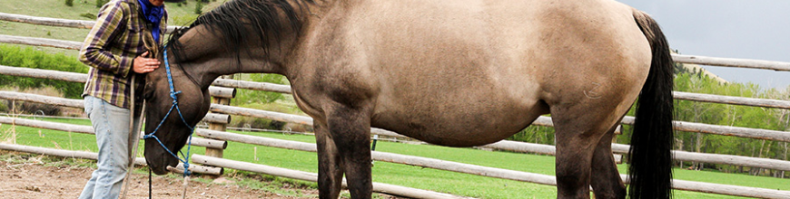 Natural horsemanship - Selleria la Colombaia articoli equitazione on line