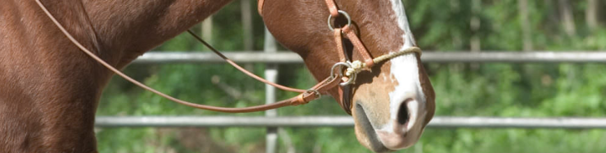 Senza morso: bitless, bosal, hackamore e le testiere sidepull nonchè le capezze in corda 