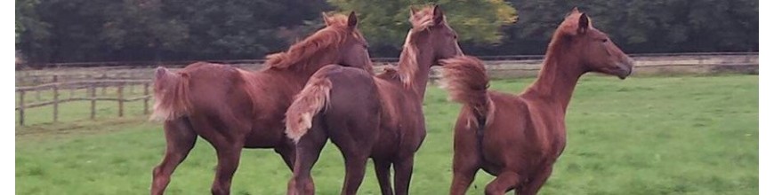 MEDICAZIONE E CICATRIZZANTI - Selleria la Colombaia articoli equitazione on line