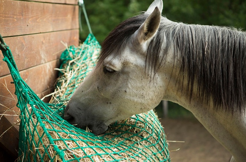 Reti da fieno - per una sana alimentazione del cavallo