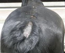 Dermatite cavallo